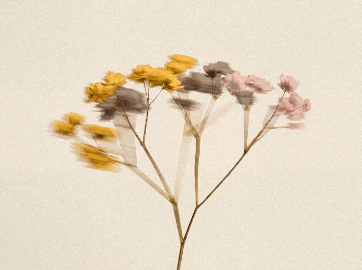 Flores secas — identidade da Meso Clinic